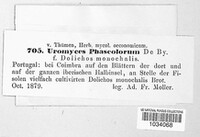 Uromyces appendiculatus image